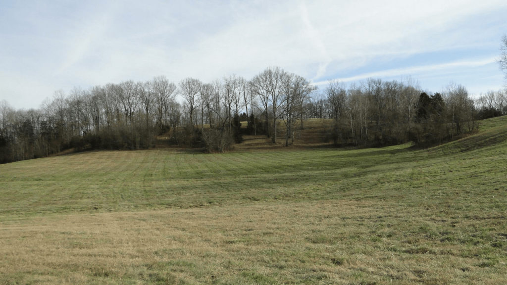 Field of green grass with trees.