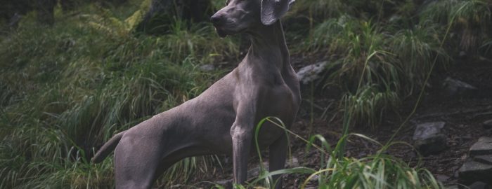 Gray hunting dog in the woods.