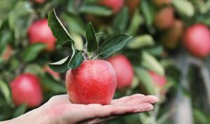 An apple sits in someone's hand with out of focus apple trees in the background