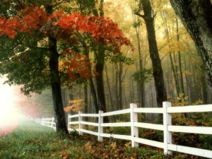 A fence surrounded by trees in the fall.