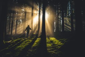 A person walking though a forest at sunrise. 