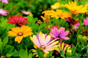 Brightly colored flowers.