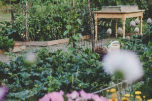 A large vegetable garden.