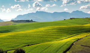 Rolling green hills.