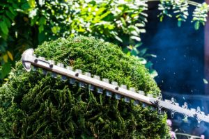 Trimming a hedge.