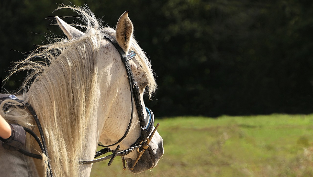 A horse saddled up and ready to ride.