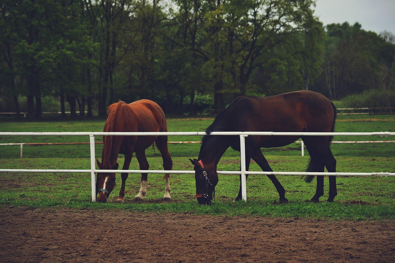 Horses grazing on a farm.