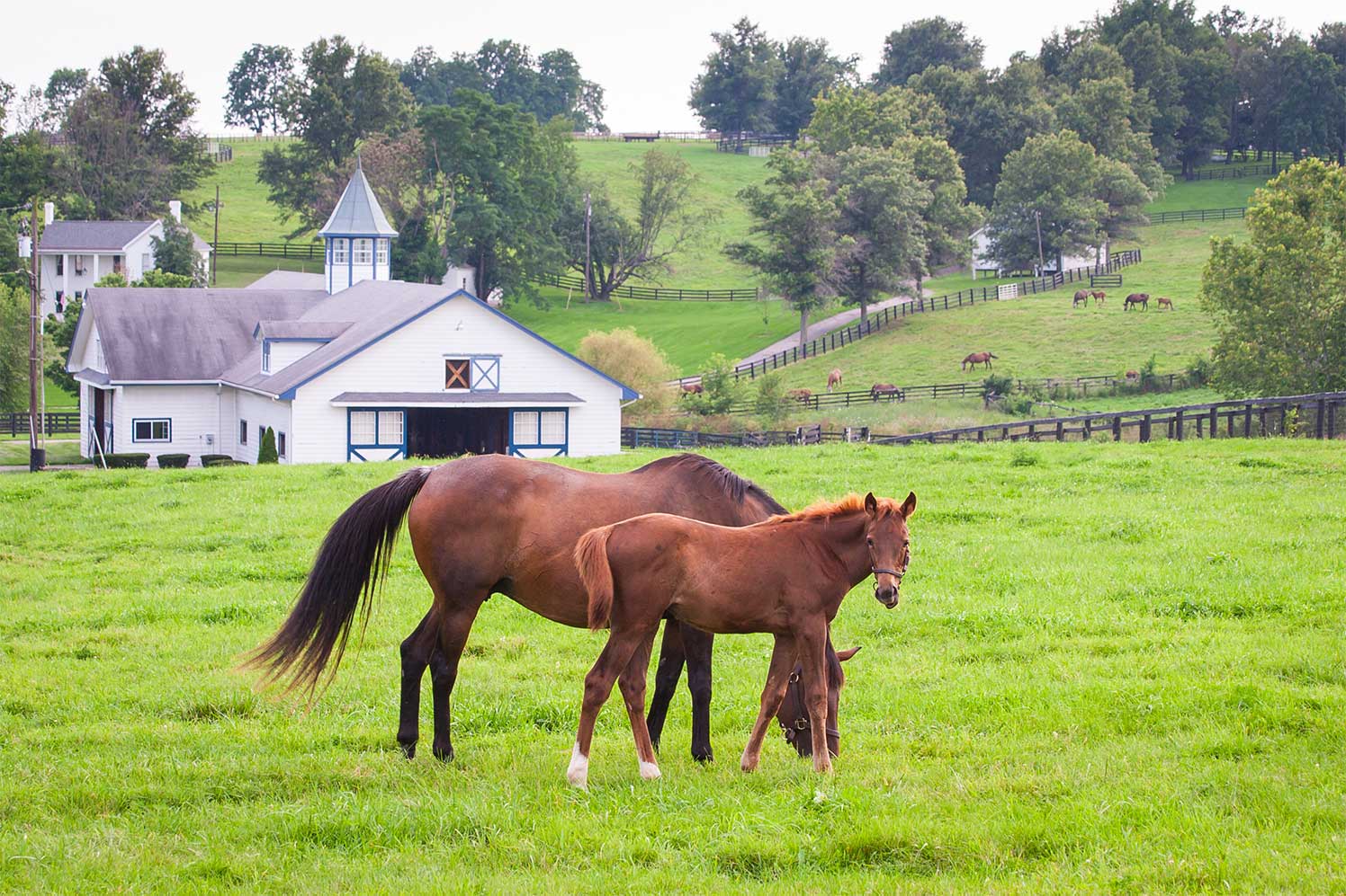 In Tennessee, the Country is Our Backyard!