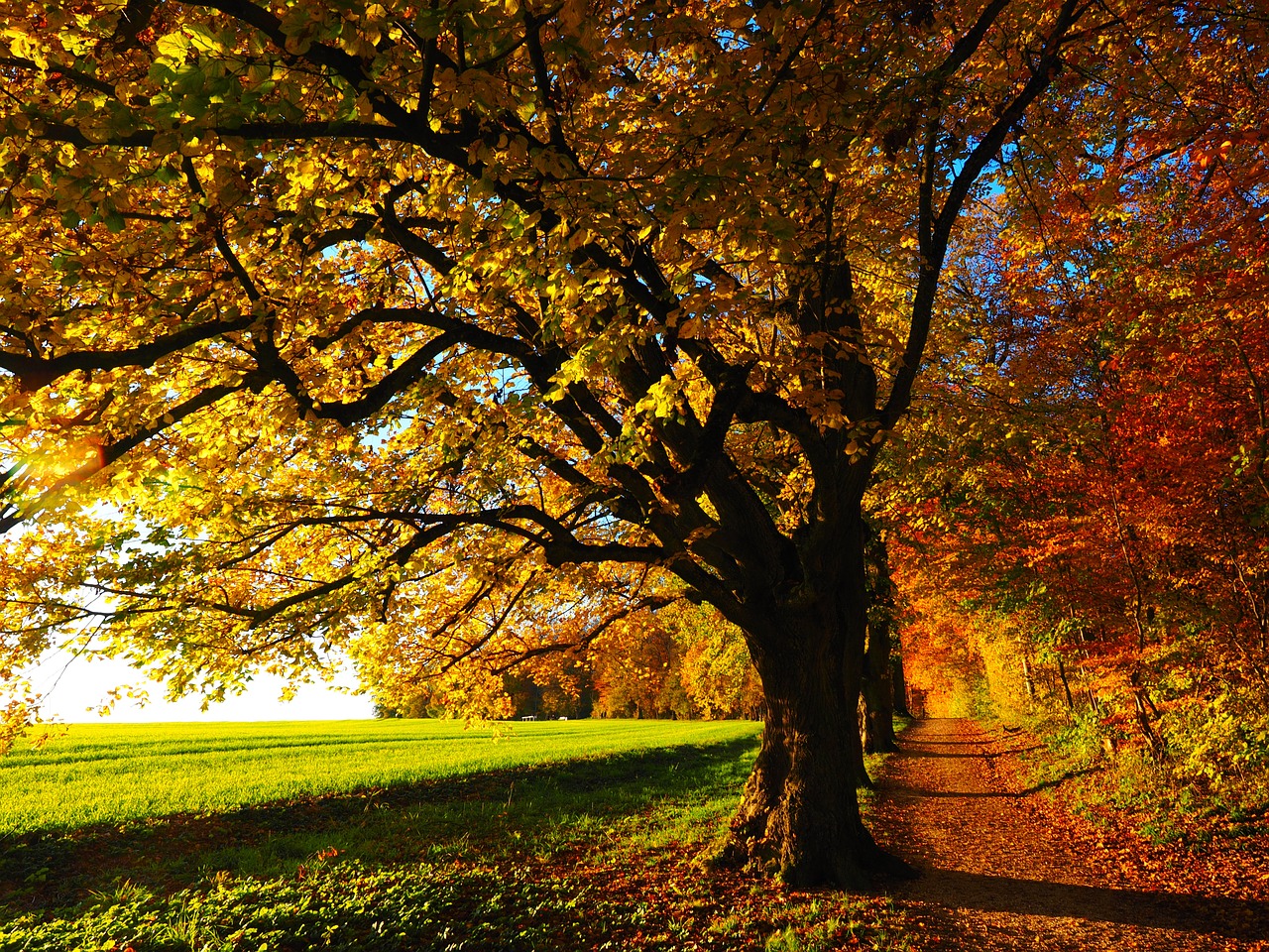 beautiful fall colors in middle tennessee