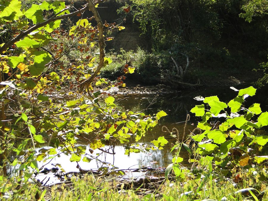 This Gorgeous Collins River Waterfront Lot Is Ready to Build!